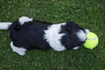 Black and white shih tzu puppy playing with tennis ball on the green grass background. 