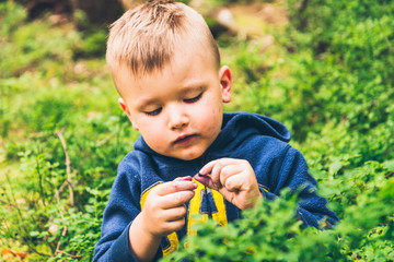 Little kid eat blueberry in the forest