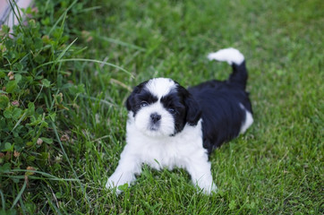 Black and white shih tzu puppy playing on the green grass background.