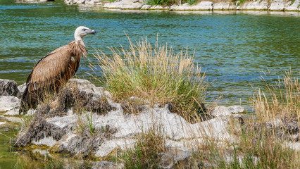 Massive Vulture in the Riverlands of France
