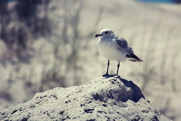 Seagull on sand dunes in Atlantic coast of North Florida, closeup