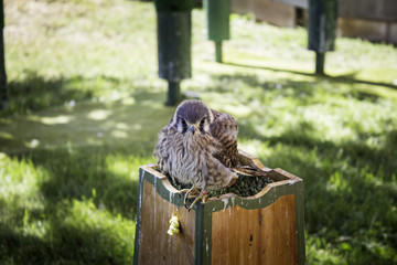 Little prey  eagle