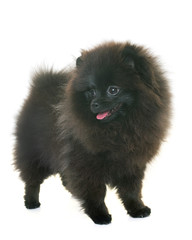 pomeranian spitz in studio