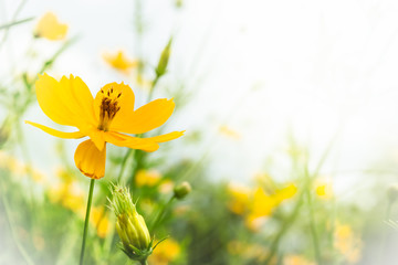 Natural background, yellow flower and space for text