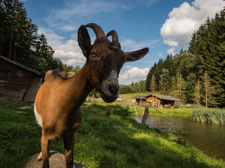 Obraz premium funny goat on a farm looking cute