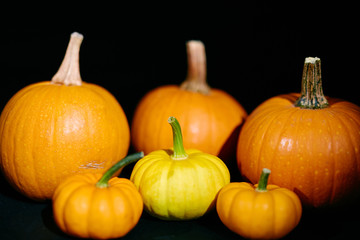 Group of ripe pumpkins prepared for Halloween