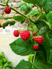 growing raspberries in full state of maturity