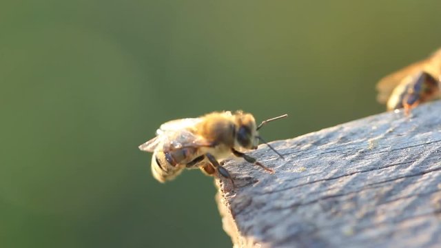 Bee removes honey from its body.