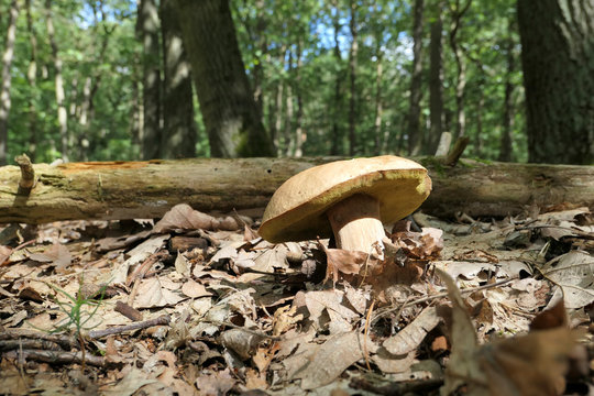 penny bun  mushroom growning in beech tree forest under leaf
