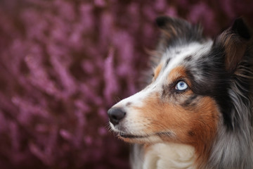 Sheltie in der Heide