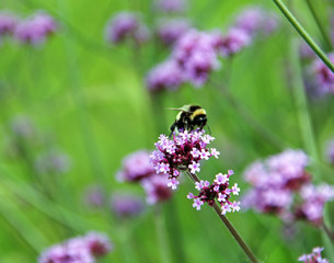 Hummel auf lila Blume