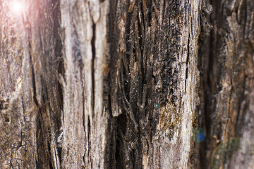 Brown bark of the pine tree