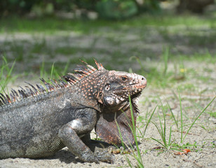 Iguana on the beach