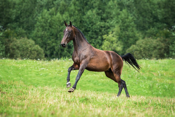 Beautiful bay horse running on the pasture