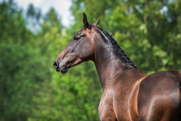 Portrait of beautiful bay horse looking back