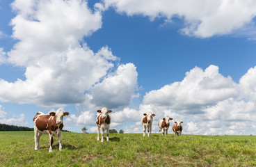Vaches de race montbeliarde