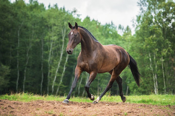 Fototapeta premium Piękny gniady koń działa na polu