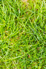 Closeup of green fresh grass