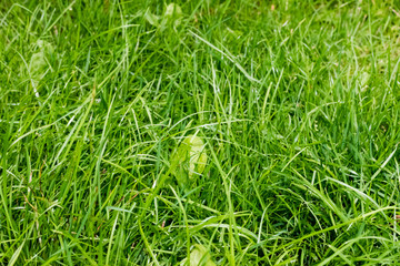 Closeup of green fresh grass