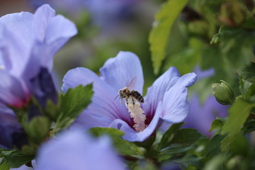 Biene voll Pollen auf Hibiskus
