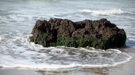 big stone on a beach with green sea algea 