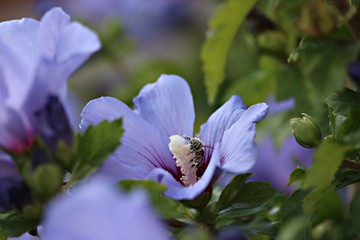 Biene voll Pollen auf Hibiskus © Martin