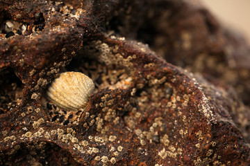 big white shell and small black and grey shells on a brown rock - detail