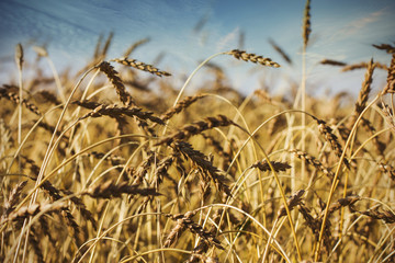 Obraz premium Golden whet field in sunny day