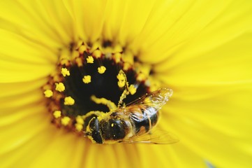Biene an Sonnenblume