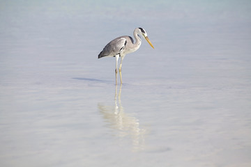 Grey heron (Ardea cinerea)