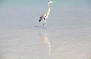Grey heron (Ardea cinerea)
