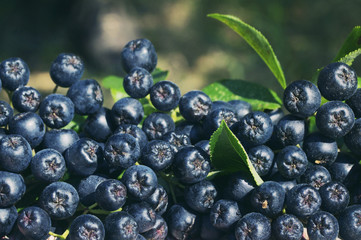 Black mountain ash (Aronia melanocarpa). Autumn background. 