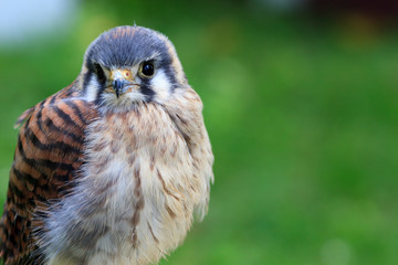 American Kestrel
