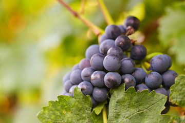 Close up of a blue grape in the vineyard