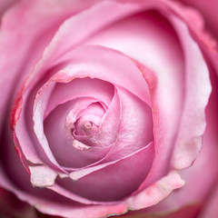 Fototapeta na wymiar Pink rose flower