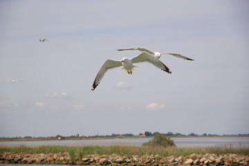Yellow-legged gull (Laris michahellis)