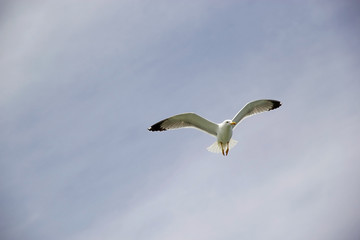 Yellow-legged gull (Laris michahellis)