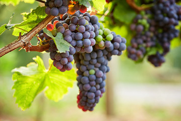 Fototapeta premium Branch of red wine grapes in vineyard