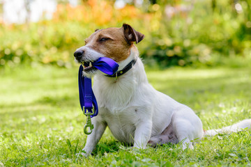Dog holding its leash in mouth wishes to go for a walk