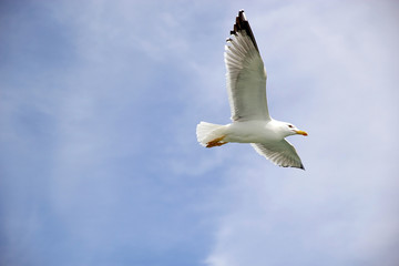 Yellow-legged gull (Laris michahellis)