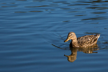 Reflection of duck on pond at Rood Bridge Park