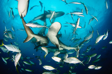 Reef shark feeding frenzy