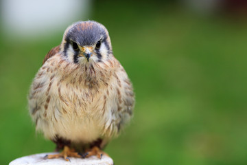 American Kestrel