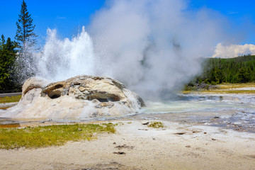 Closeup of steaming, erupting Grotto Geyser in Upper Geyser Basin. Yellowstone National Park