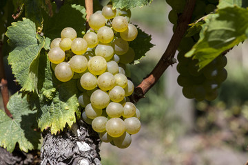 France. Vignoble de Sauternes, Gironde