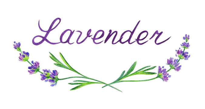 Inscription and sprigs of lavender. Watercolor drawing on a white background with clipping path.