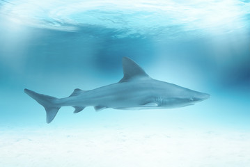 Shark in the ocean