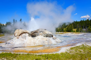 Steam and erupting waters of Grotto Geyser in Upper Geyser Basin. Yellowstone National Park