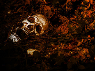 In front of human skull buried in the soil with the roots of the tree on the side. The skull has...