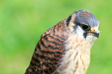 American Kestrel